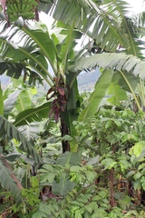 Coffea canephora