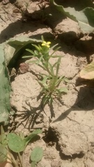 Erysimum repandum