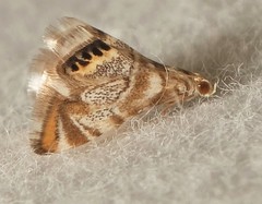 Eoparargyractis irroratalis
