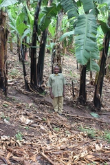 Musa × paradisiaca