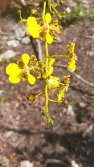 Trichocentrum yucatanense