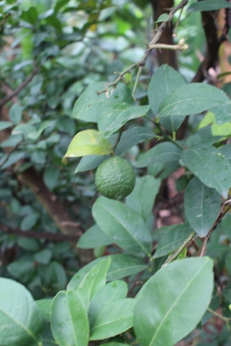 Citrus aurantiifolia image