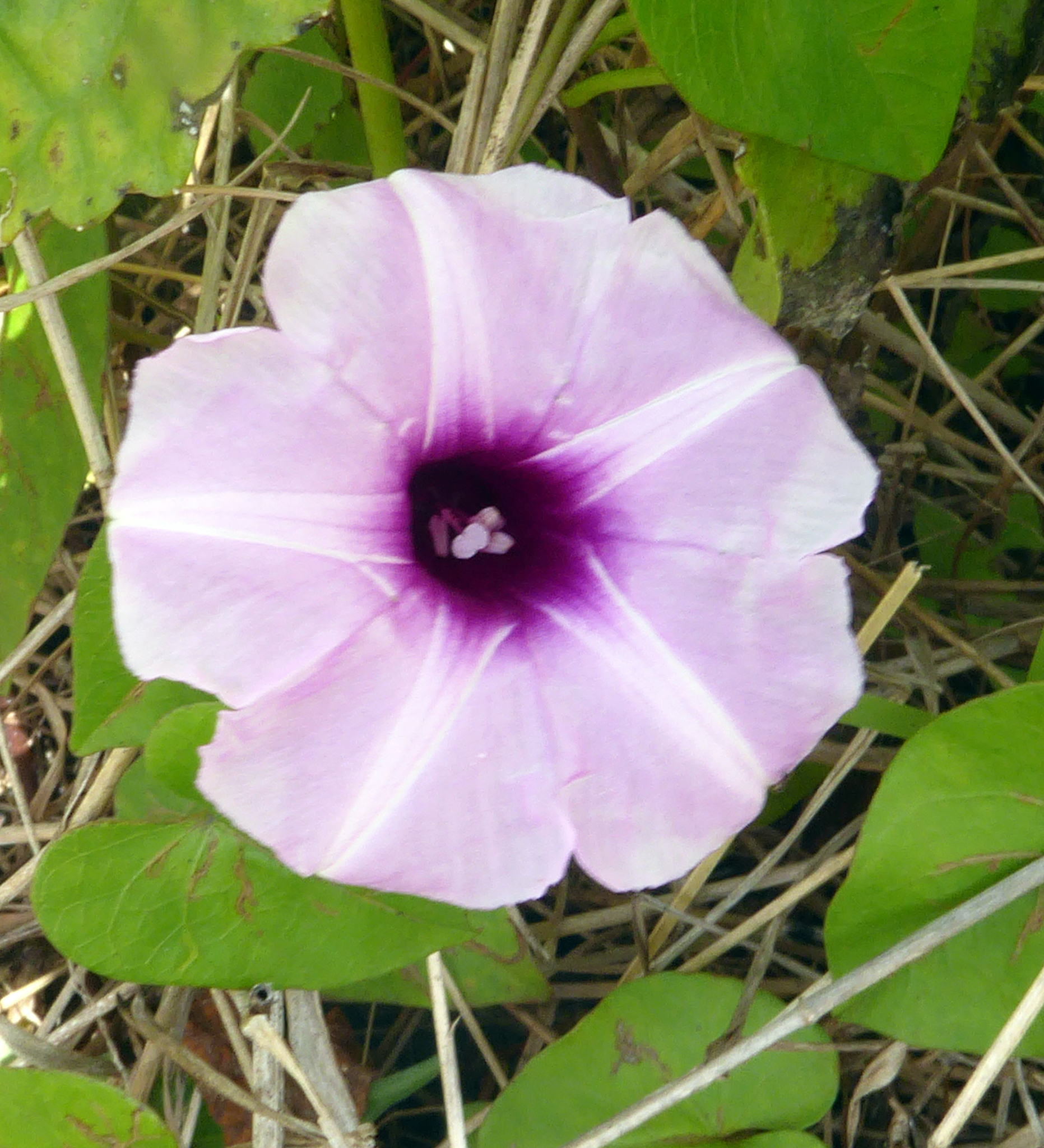 Ipomoea littoralis
