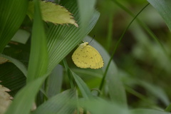 Eurema hecabe solifera