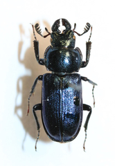 Platycerus caprea