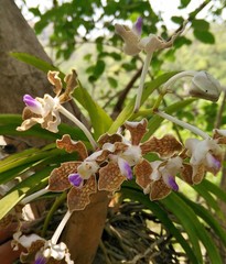 Vanda tessellata
