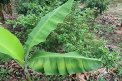 Musa acuminata