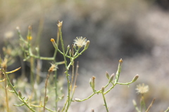 Leucosyris carnosa