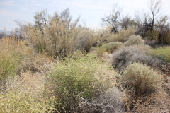 Leucosyris carnosa