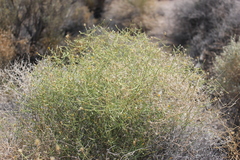 Leucosyris carnosa