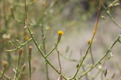 Leucosyris carnosa