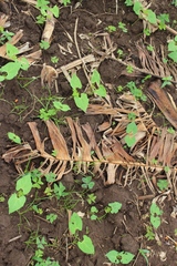 Ipomoea alba