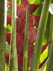 Heliconia caribaea