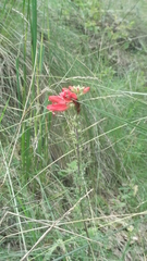 Lamourouxia multifida