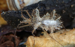 Phyllomorpha laciniata