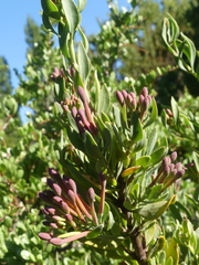 Tristerix verticillatus