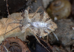 Phyllomorpha laciniata