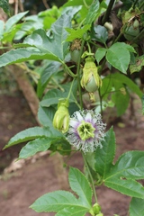 Passiflora edulis f. edulis image