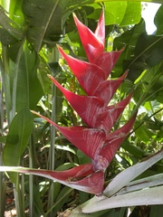 Heliconia caribaea