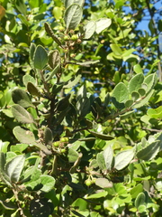 Azara dentata