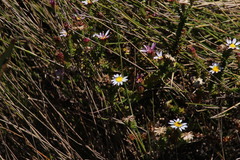 Polyarrhena reflexa reflexa