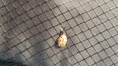 Mulsantina mexicana