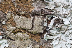 Tropideres albirostris