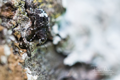 Tropideres albirostris
