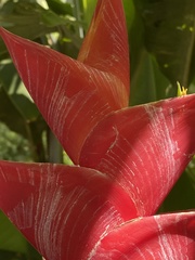 Heliconia caribaea