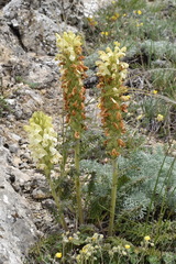 Pedicularis sibthorpii