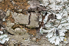 Tropideres albirostris