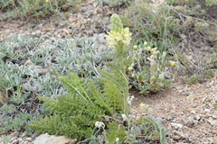 Pedicularis sibthorpii