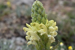 Pedicularis sibthorpii