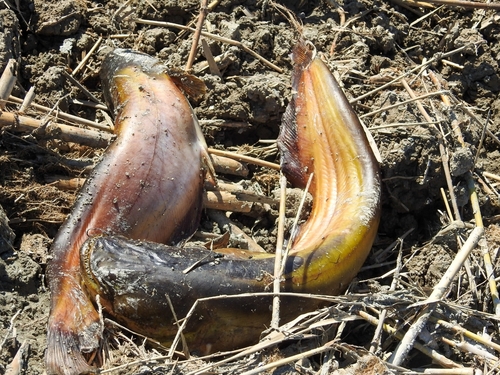 Tigris catfish balığı