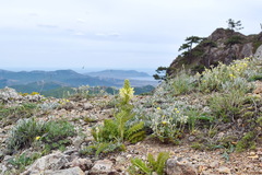 Pedicularis sibthorpii