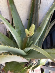 Aloe vera