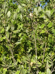 Azara dentata