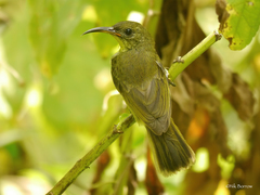 Cyanomitra olivacea cephaelis