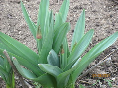 Allium aflatunense