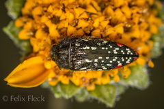 Acmaeodera