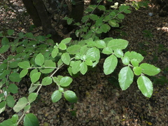 Azara dentata