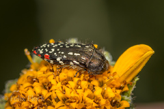 Acmaeodera