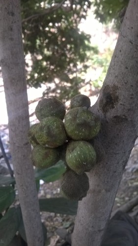 Opposite-leaved fig (Ficus hispida)