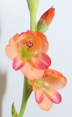 Gladiolus densiflorus