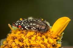 Acmaeodera