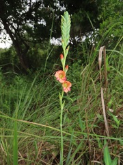 Gladiolus densiflorus