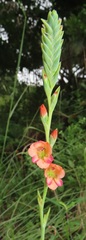 Gladiolus densiflorus