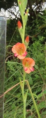 Gladiolus densiflorus