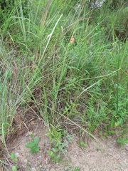 Gladiolus densiflorus