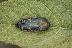 Acmaeodera flavopicta